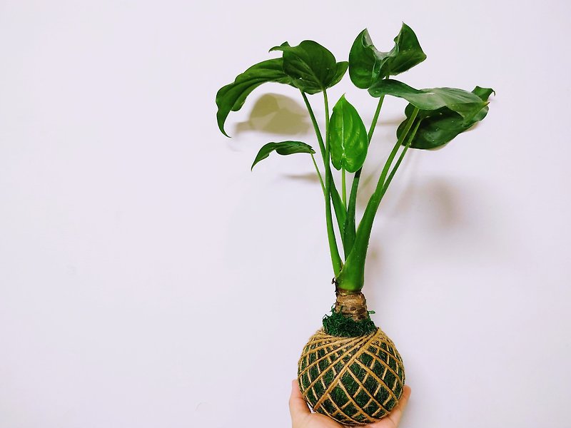 【佛手芋/滴水觀音 - 苔球】 - 植物/盆栽/盆景 - 植物．花 綠色