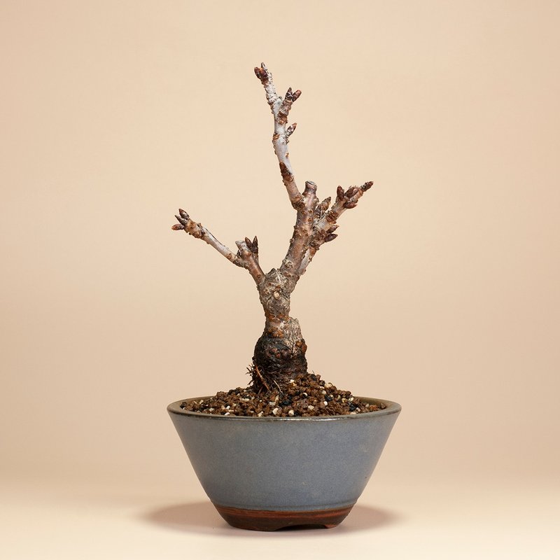 [Japanese Plants] Asahiyama Cherry Blossom Plant Sketch Bonsai - ตกแต่งต้นไม้ - พืช/ดอกไม้ 