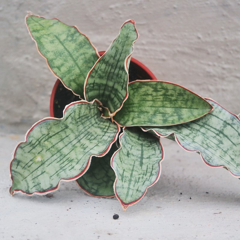 【荳荳多肉】【銀虎】喬遷│送禮│升遷│多肉植物 - 盆栽/植栽 - 植物．花 多色