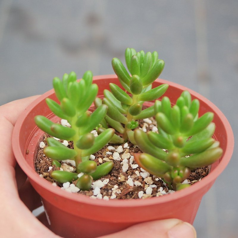 [Doudou Succulents] Housewarming│Gifts│Promotion│Succulent Plants│-Plants-Hongzhi Jade - ตกแต่งต้นไม้ - พืช/ดอกไม้ หลากหลายสี