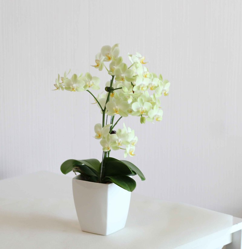 Apple Green Phalaenopsis Single Orchid Potted Home Planting Opening Office Gifts