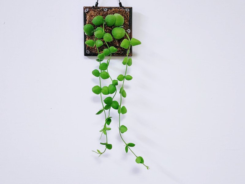 騷包毬蘭│小品植栽│室內植物│窗邊植物│觀葉植物 - 植栽/盆栽 - 植物．花 綠色