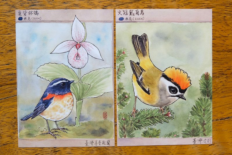 Taiwan endemic postcard / chestnut-backed wood robin / fire-crowned chrysanthemum bird set - Cards & Postcards - Paper Multicolor