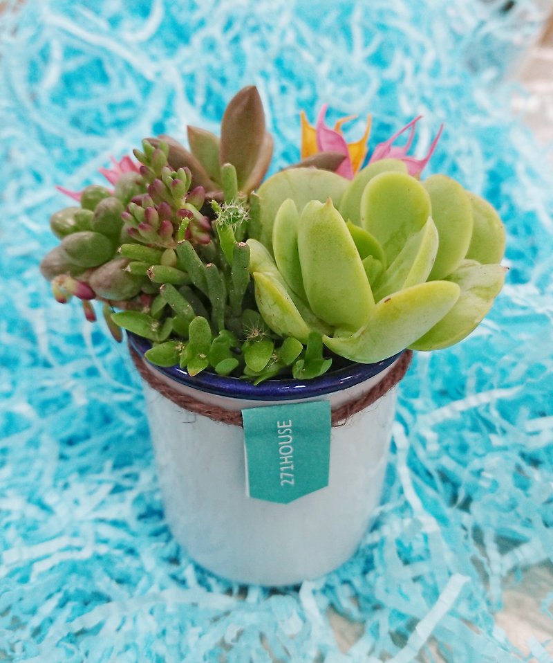 Mini multi-meat cups - plant pots + pots | potted gifts birthday graduation - Plants - Plants & Flowers White