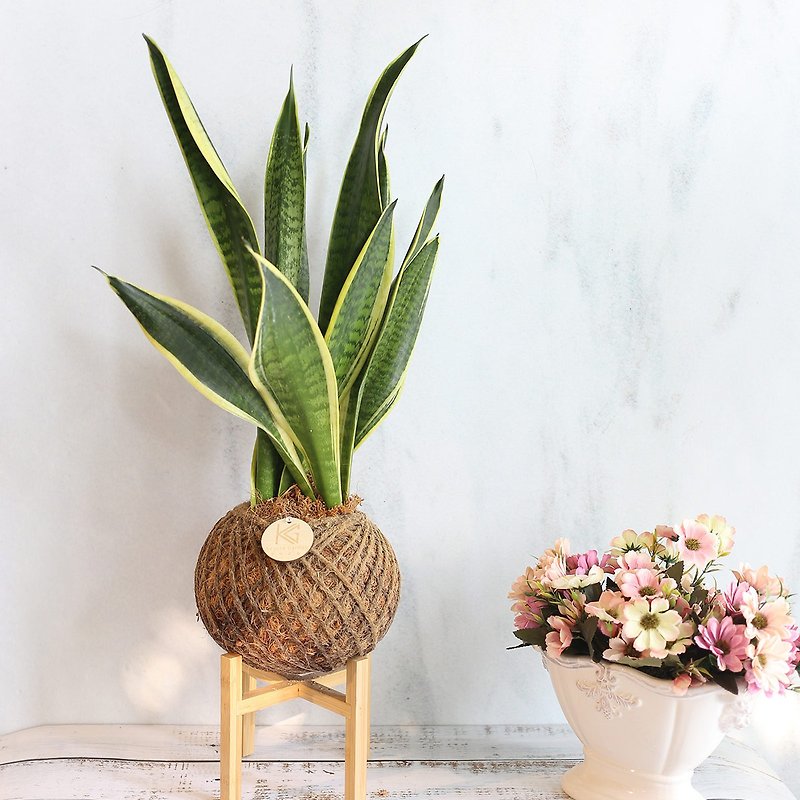 PD50 Sansevieria large moss ball/indoor plant opening planting new home gift - ตกแต่งต้นไม้ - พืช/ดอกไม้ 