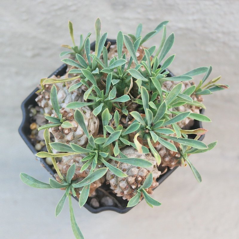 【Dou Dou Succulent】【Emei Mountain Laoshu】Housewarming│Gifts│Promotion│Succulents - Plants - Plants & Flowers 