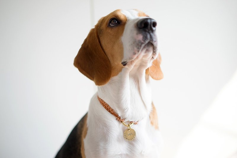 "Breath" / pet / tag brand custom custom dog dog meow mahogany handwritten lettering knitting collar collar collar simple texture - ปลอกคอ - เครื่องเพชรพลอย 
