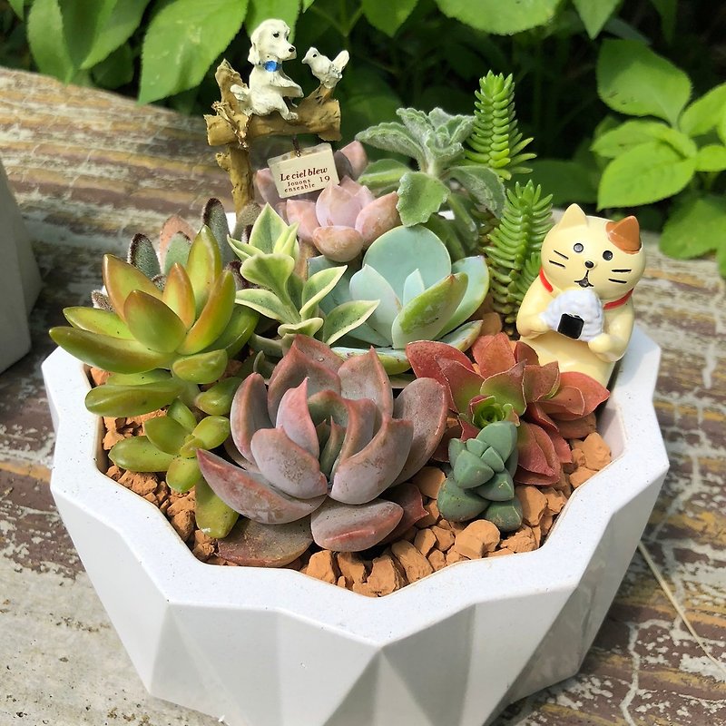 [Gift Potted Plant] Succulents/Purely Handmade Design Cement Pots in 2 Types and 2 Colors/Optional 2 Accessories - Plants - Cement Multicolor