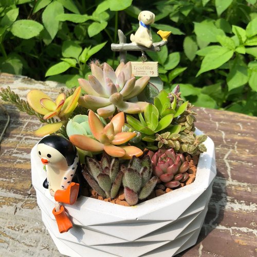 多肉植物アレンジメント*2 多肉植物アレンジメント*2 ギフト鉢植え】多肉植物/ハンドメイド