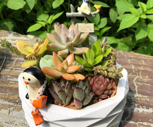 ギフト鉢植え】多肉植物/ハンドメイドデザインセメントポット2スタイル2色/オプションアクセサリー2個 - ショップ midorisaboten 観葉植物 - Pinkoi ギフト鉢植え】多肉植物/ハンドメイドデザインセメントポット2スタイル2色/オプションアクセサリー2個 - ショップ midorisaboten 観葉植物 - Pinkoi