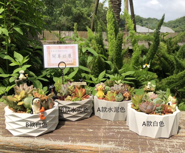ギフト鉢植え】多肉植物/ハンドメイドデザインセメントポット2スタイル