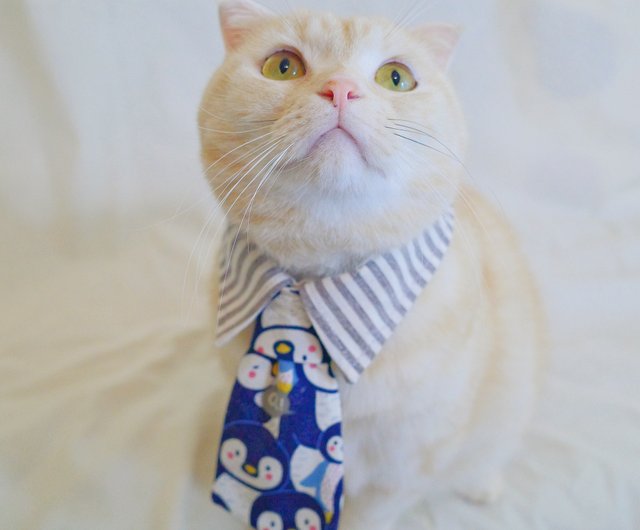 Cat shirt collar store and tie