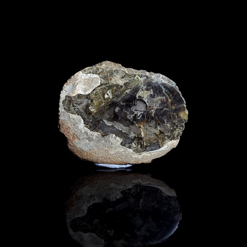 【木化石】- 883 - 其他 - 水晶 黑色
