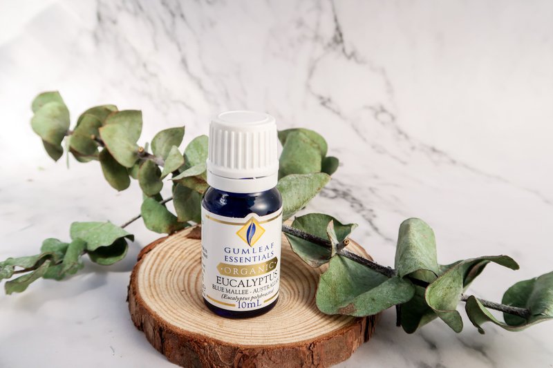 【澳洲原裝】Eucalyptus 有機藍膠尤加利精油 - 香氛/精油/擴香 - 精油 