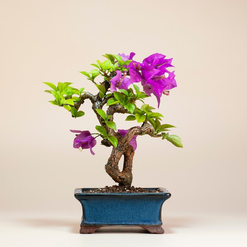 [Space Decoration] Bougainvillea exquisite flowering plant gift bonsai - ตกแต่งต้นไม้ - พืช/ดอกไม้ 