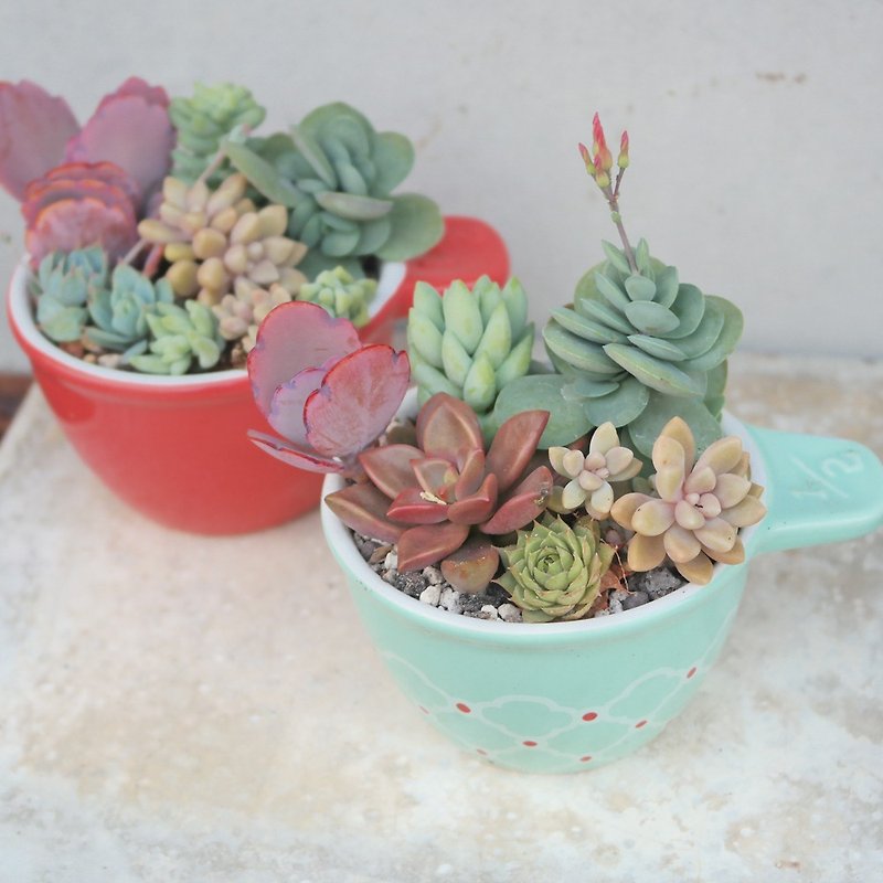 [Doudou Succulent] Housewarming│Gifts│Promotion│Succulent Plants│-Leisure Cup Combination - Plants - Porcelain 