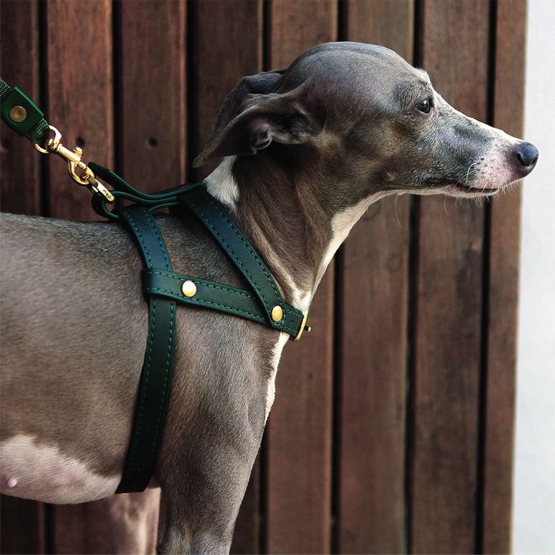 Classic Pet Harness, Soft genuine leather, Lightweight Small Dog Cat harness - Collars & Leashes - Genuine Leather Green