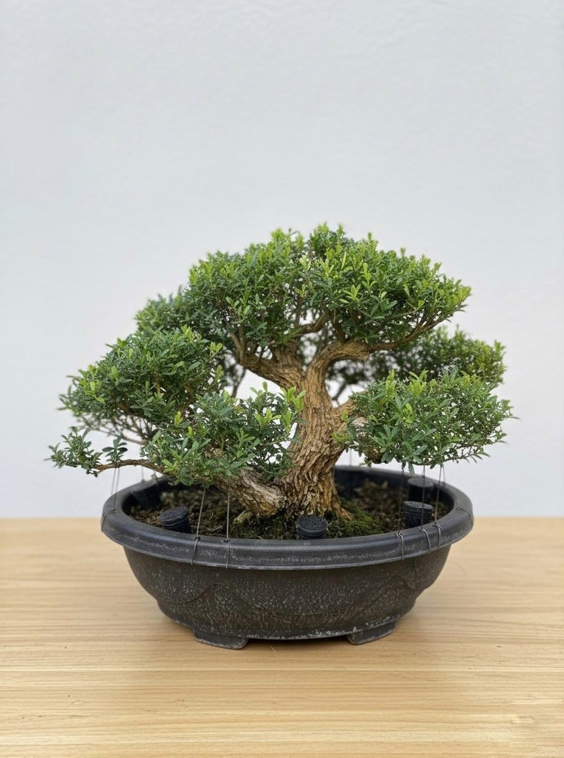 小品盆栽・雀舌黄楊 - 観葉植物 - 寄せ植え・花 