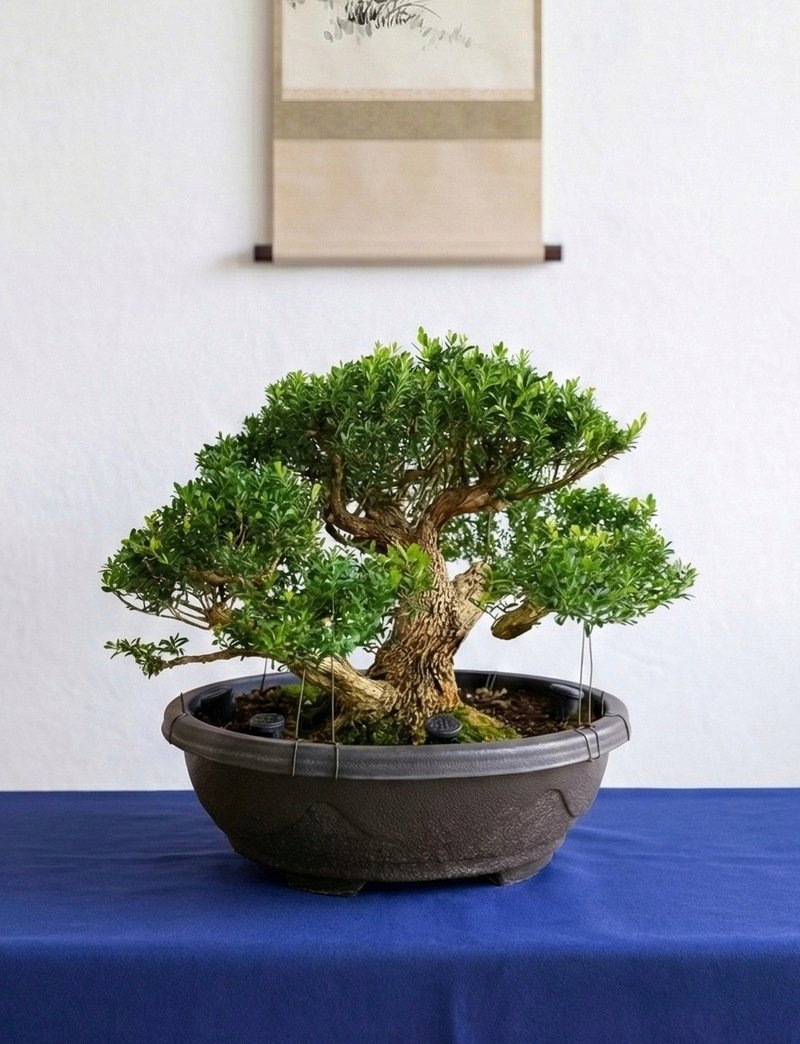 Miniature Bonsai - Chinese Boxwood - Plants - Plants & Flowers 