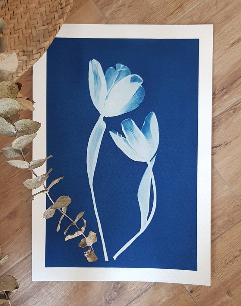 藍晒植物圖鑑∣鬱金香∣8K裸圖 - 海報/掛畫 - 紙 