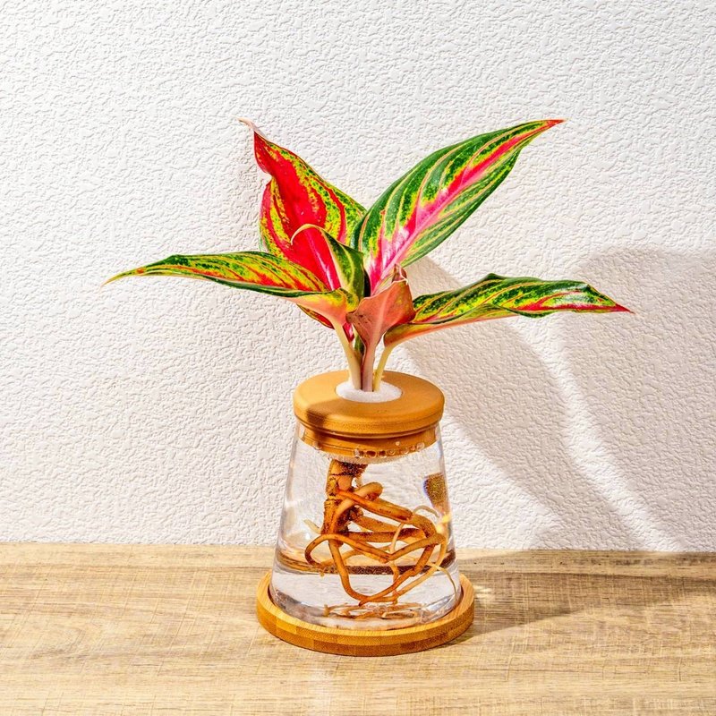 火狐狸粗肋草 三角水耕盆栽 室內植物 觀葉植物 禮物 水培 辦公室 - 盆栽/植栽 - 植物．花 綠色