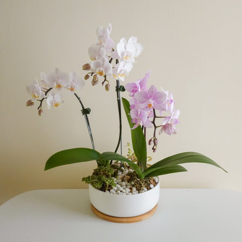 蘭花小缽-白瓷款【限店面自取/台北市親送】 - 植栽/盆栽 - 植物．花 粉紅色