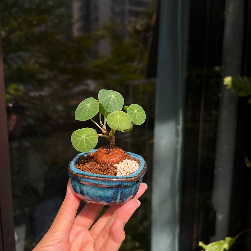 圓葉山烏龜 球根山野草 - 盆栽/植栽 - 陶 