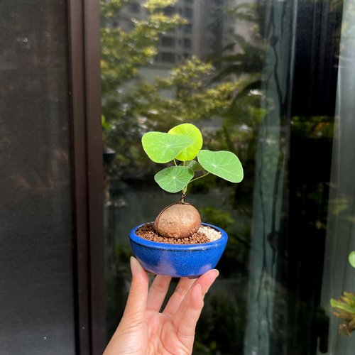 丸葉山亀甲竜 球根山野草 - ショップ mu bonsai 観葉植物 - Pinkoi