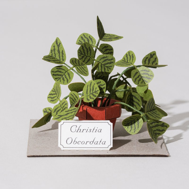 DIY Kit - Forever Green - Christia Obcordata | 9028401 GREENFUL LIFE - งานไม้/ไม้ไผ่/ตัดกระดาษ - กระดาษ 