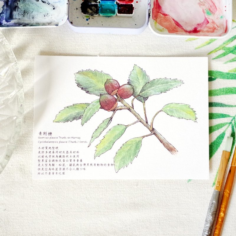 原創水彩畫明信片 青剛櫟 - 卡片/明信片 - 紙 咖啡色