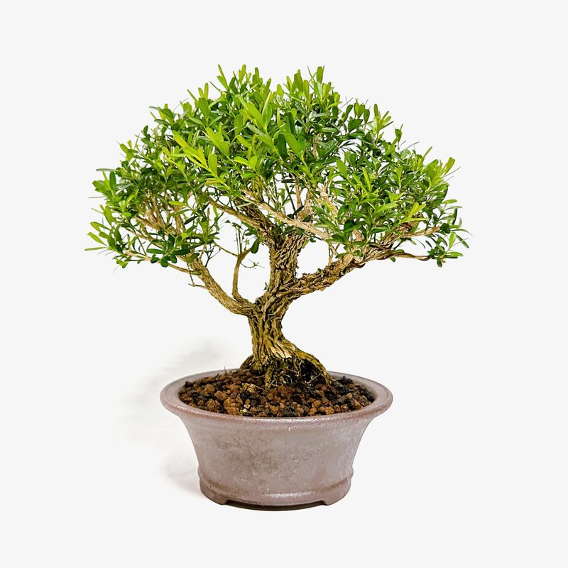 小品盆栽・雀舌黃楊・ヒメツゲ - 植栽/盆栽 - 植物．花 