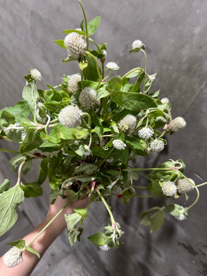 Limited sale in US and Japanese flower shops/Today are white and cute round flowers. If you have seen it, don’t miss it and pick it up for yourself. - Dried Flowers & Bouquets - Plants & Flowers White