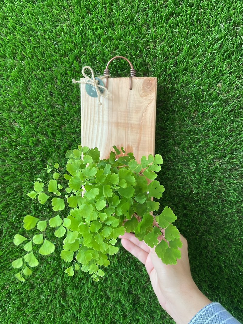 [Where the fern is planted] Adiantum on the board plant sphagnum plant on the board foliage plant wall decoration - Plants - Plants & Flowers 