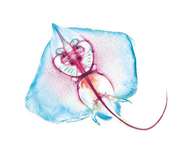 解析透明魚玻璃杯墊 三款 一套2片 設計館賽先生科學工廠 杯墊 Pinkoi