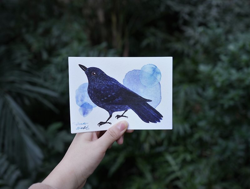 Hong Kong wild bird purple whistling thrush watercolor illustration postcard - การ์ด/โปสการ์ด - กระดาษ สีม่วง
