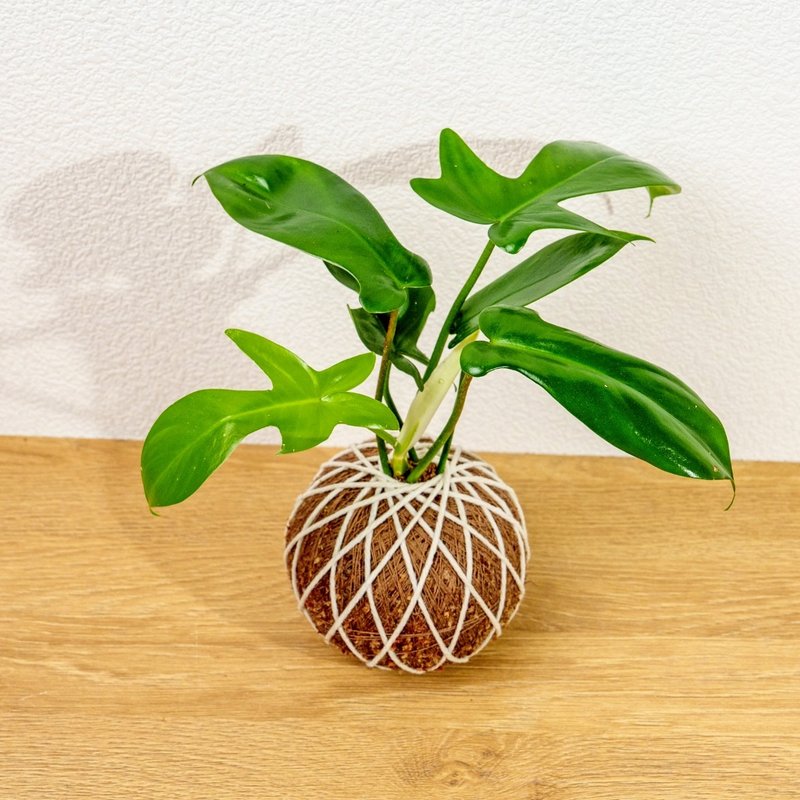 苔球植物 龍爪蔓綠絨苔球 苔玉 禮物 送禮 桌上盆栽 - 盆栽/植栽 - 植物．花 綠色