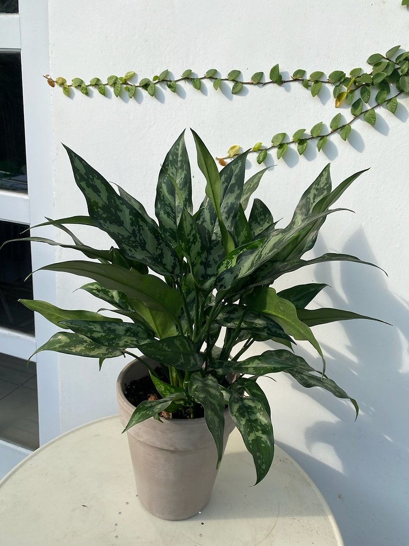 Indoor plant black beauty roughage - Plants - Plants & Flowers 