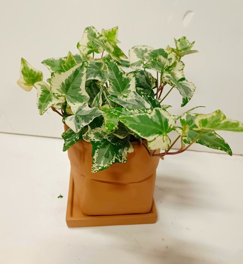 【文青首選】常春藤桌上型盆栽 送禮自用擺設 - 盆栽/植栽 - 陶 