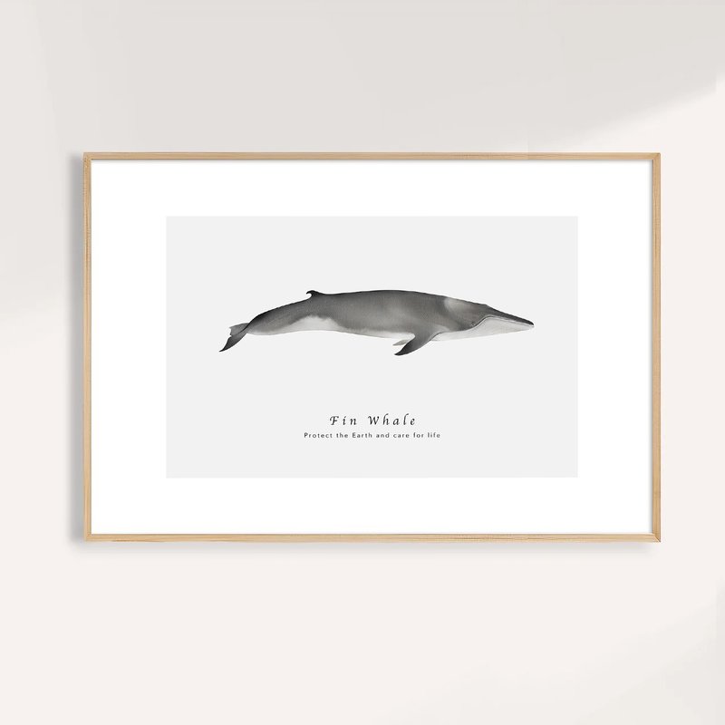 長鬚鯨 Fin Whale / 海洋動物插畫掛畫 / 藝術無框輸出 - 海報/掛畫/掛布 - 紙 