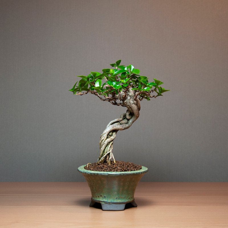 壽娘子 辦公室 居家 療癒植物 觀葉植物 - 盆栽/植栽 - 植物．花 
