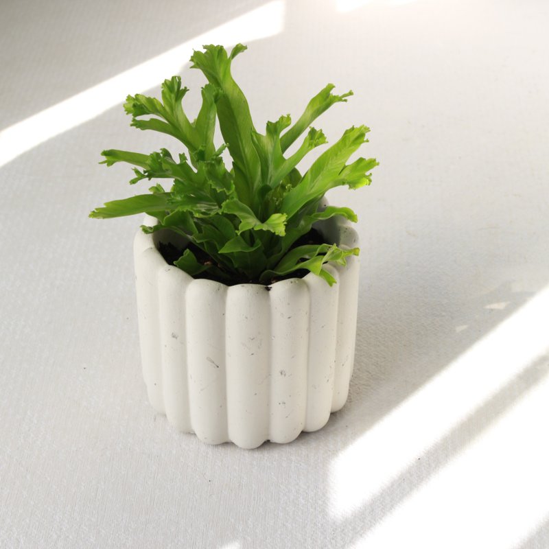 植栽 盆栽 l 鹿角山蘇  手指餅乾水泥盆  立體可愛鹿角 散光 - 植栽/盆栽 - 水泥 