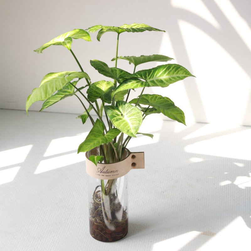 Hydroponics Planting│Green Elf Heguo Taro_Indoor Plants Office Potted Plants Store Decoration - ตกแต่งต้นไม้ - แก้ว 