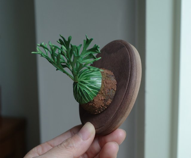 Asian monkey brain staghorn fern platycerium ridleyi - Shop Huan's