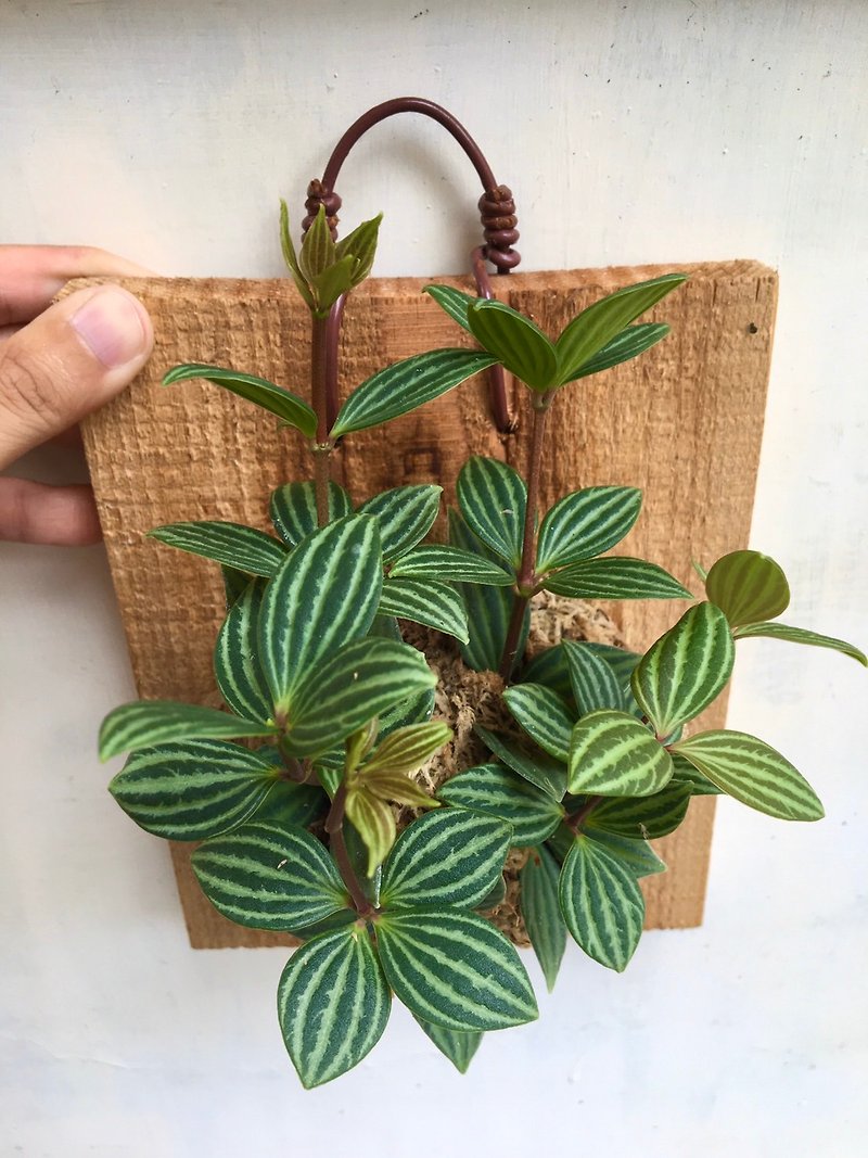 【Multileaf orchid】Plant on board Valentine's Day gift Birthday gift Foliage plant Indoor plant - Plants - Plants & Flowers 