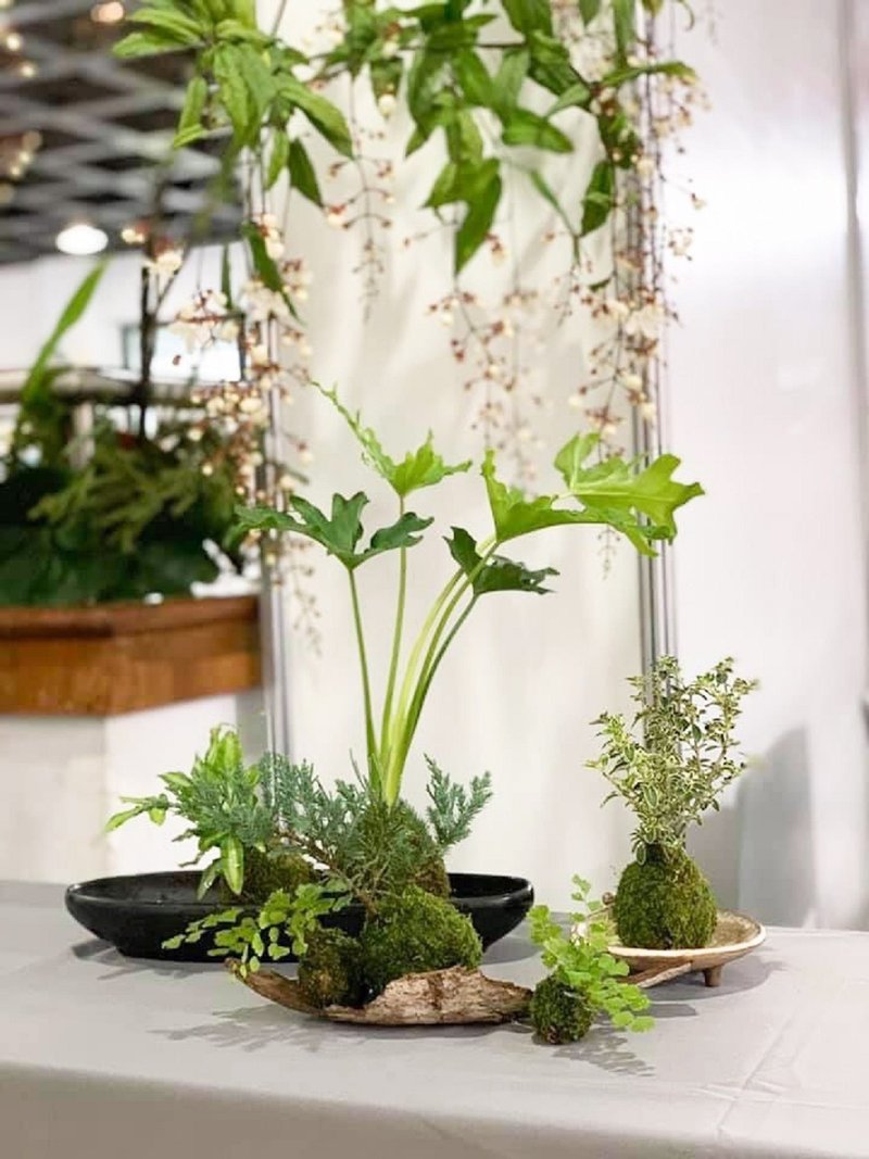 課後手作/苔球/苔玉/苔製園/快閃活動/雙人優惠 - 植栽/花藝 - 植物．花 