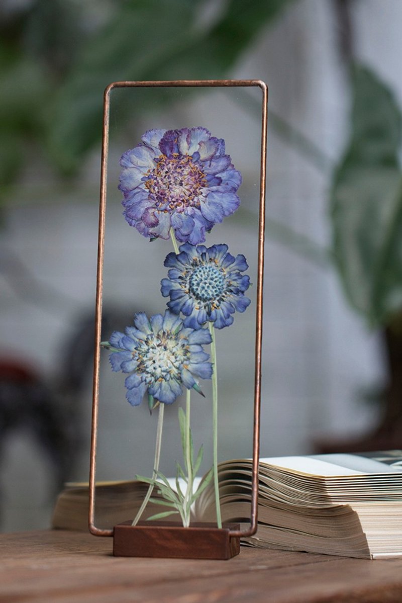 植物圖鑑∣西洋松蟲草∣玻璃鑲嵌∣花草標本 - 乾燥花/永生花 - 植物．花 藍色