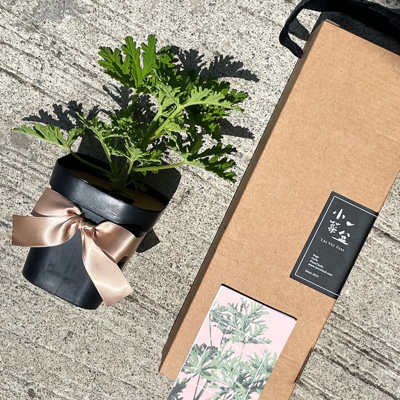 Mosquito Grass Geranium Gift Box - ตกแต่งต้นไม้ - พืช/ดอกไม้ 