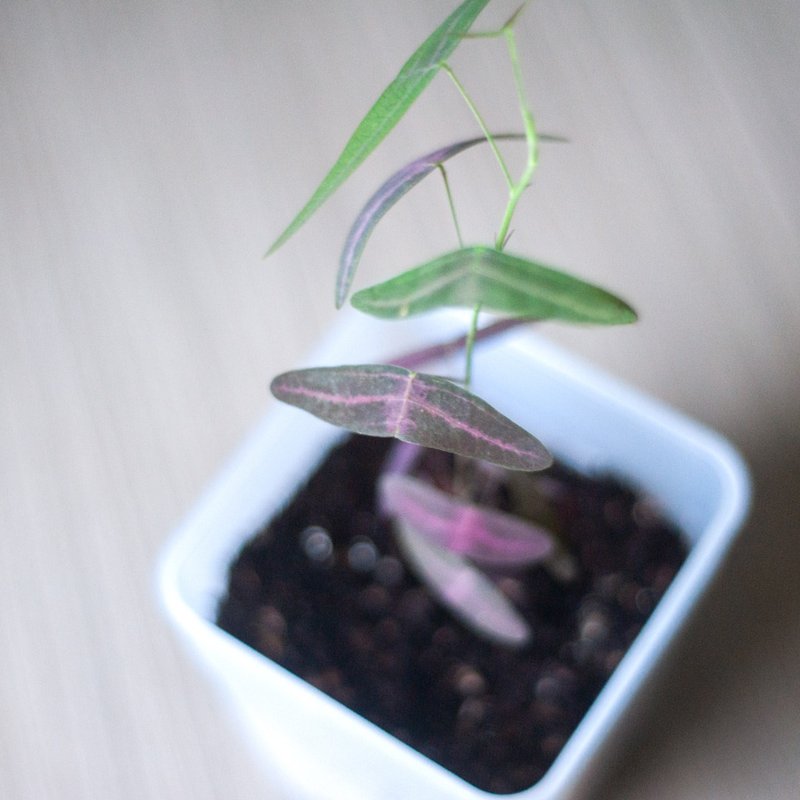 飛機草盆栽 | 耐陰植栽 | 居家佈置 | 辦公室盆栽 - 植栽/盆栽 - 植物．花 紅色