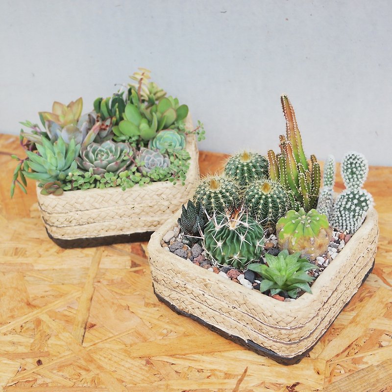 Peas succulent plants and small groceries - bamboo woven square mud pot planting combination - ตกแต่งต้นไม้ - ปูน 