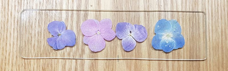 指定客製∣植物圖鑑∣粉/紫/藍/繡球花∣玻璃鑲崁∣4X15公分 - 書籤 - 植物．花 白色